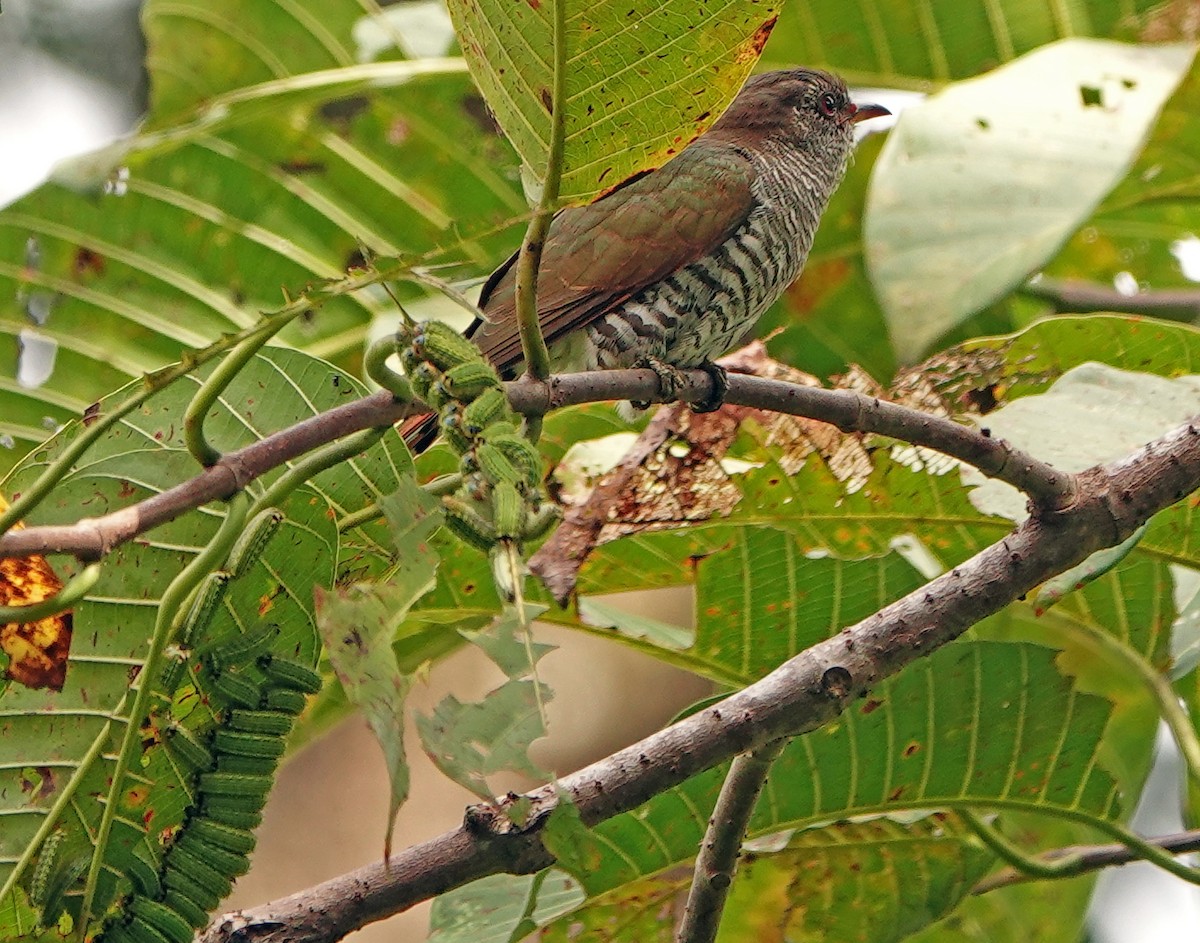 Violet Cuckoo - ML634511036