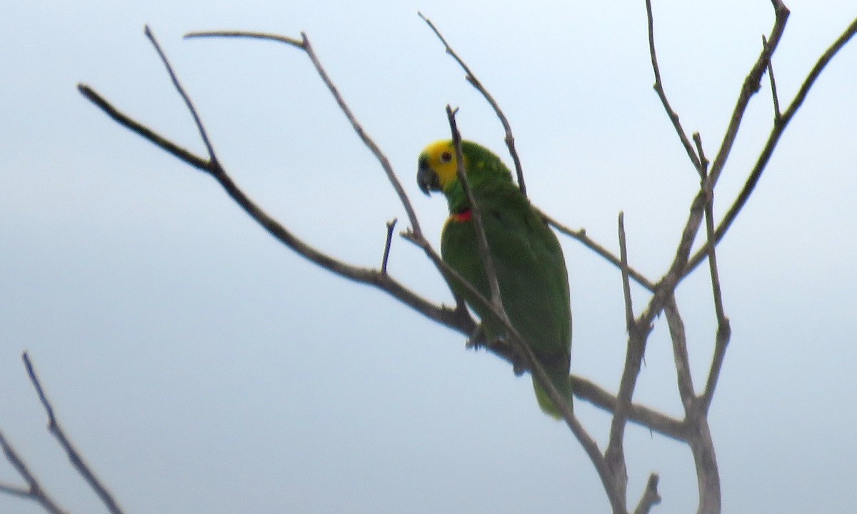 アオボウシインコ - ML634511083