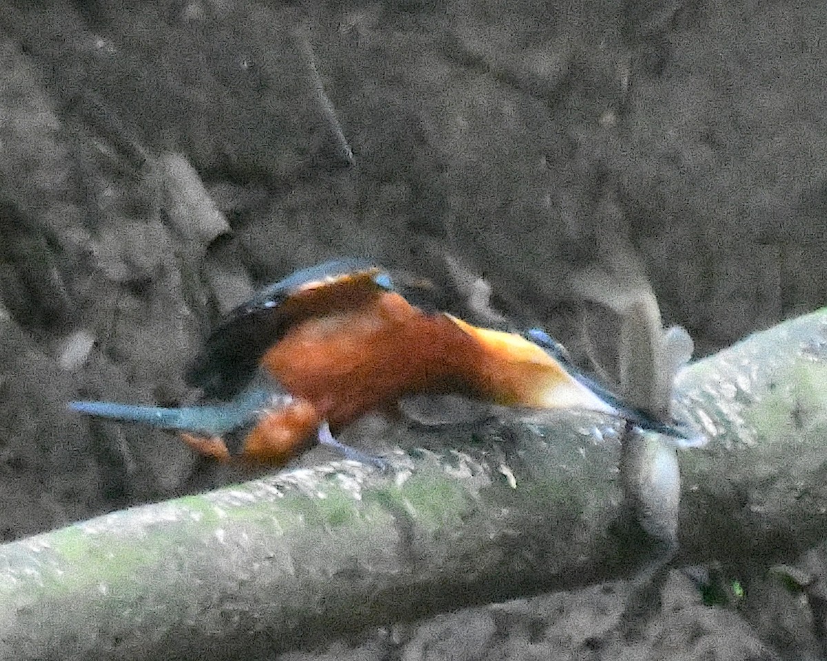 Green-and-rufous Kingfisher - ML634511132