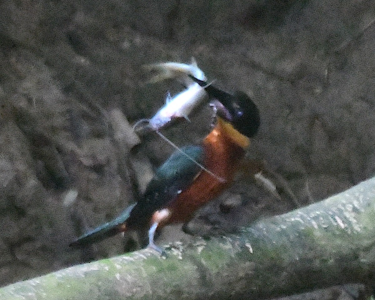 Green-and-rufous Kingfisher - ML634511173