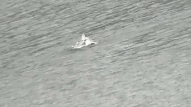 Black-legged Kittiwake - ML634511175