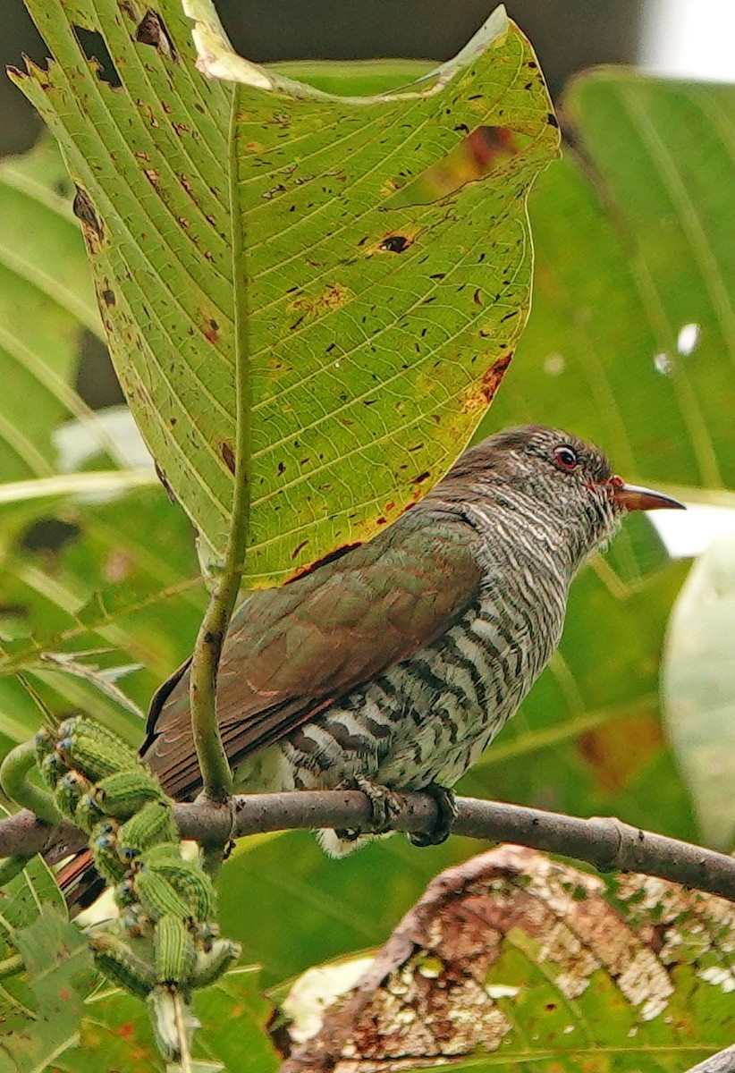 Violet Cuckoo - ML634511239