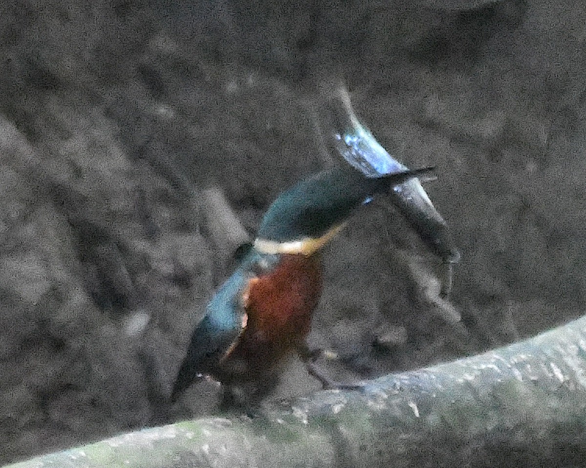 Green-and-rufous Kingfisher - ML634511245