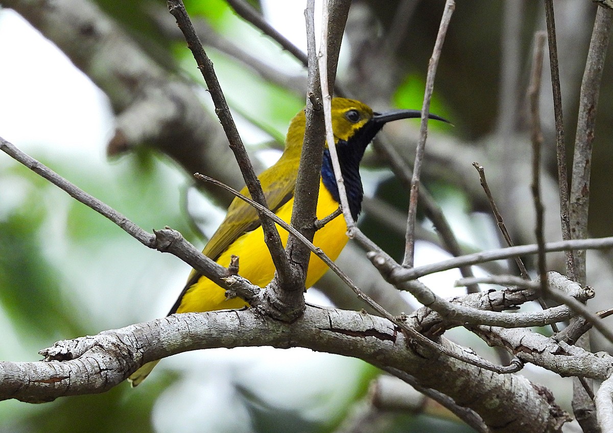Sahul Sunbird - ML634511275
