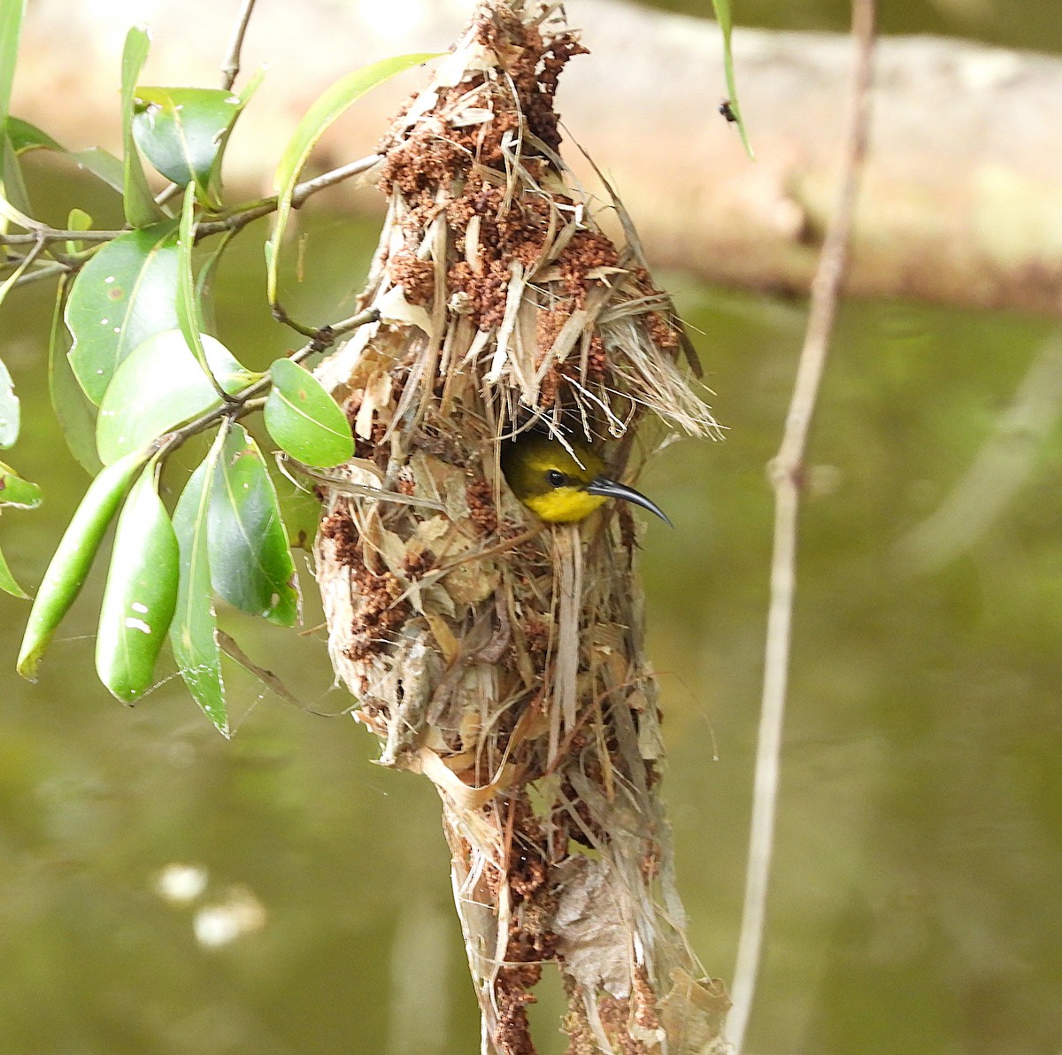 Sahul Sunbird - ML634511284