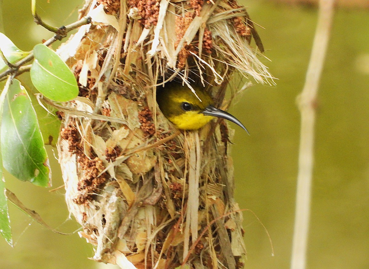 Sahul Sunbird - ML634511287