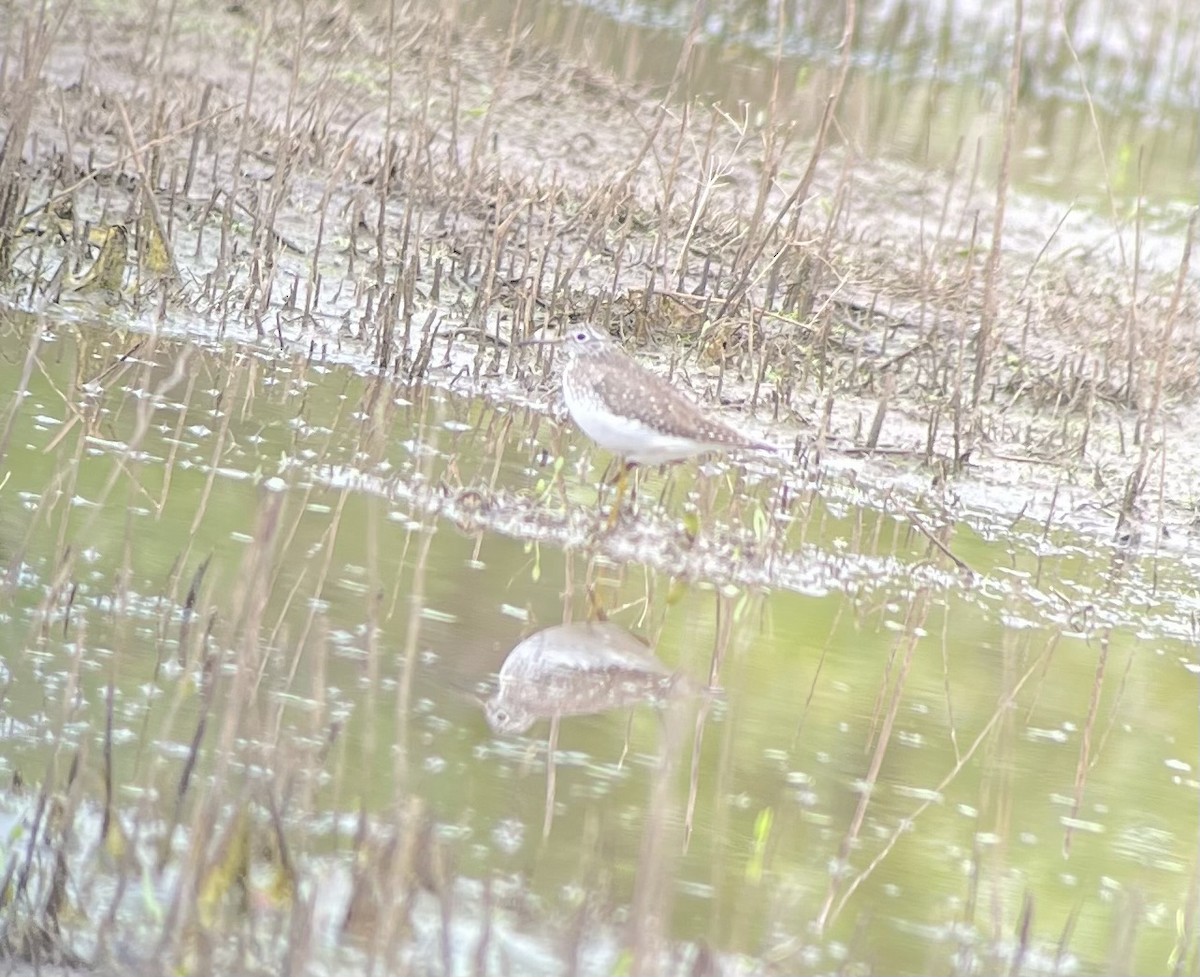 Solitary Sandpiper - ML634511325