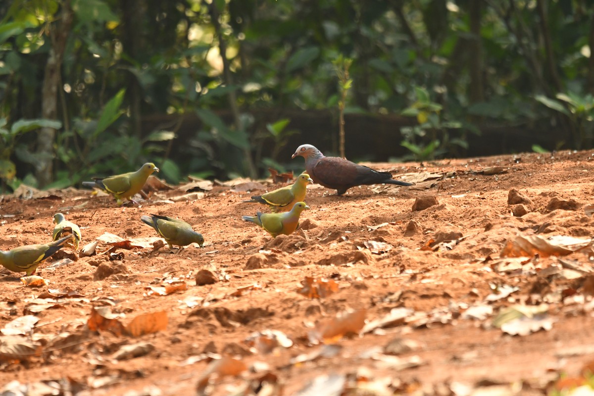 Pigeon marron - ML634511331