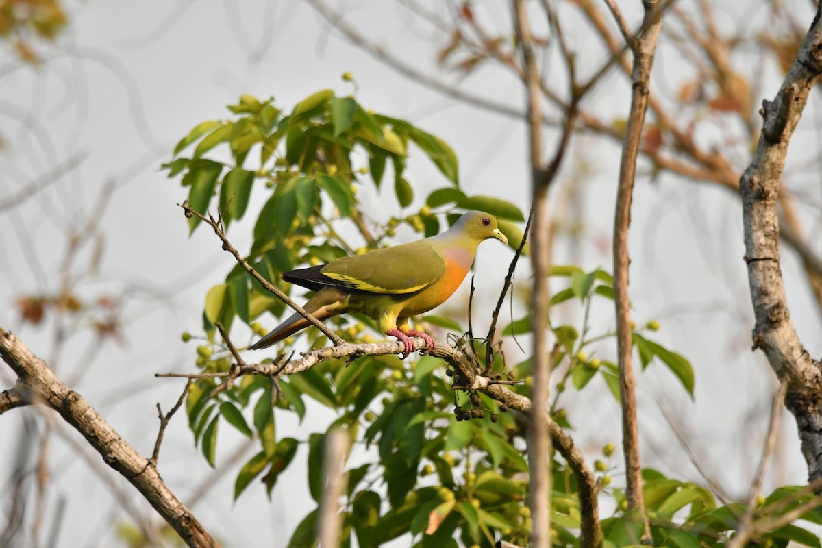 Orange-breasted Green-Pigeon - ML634511367