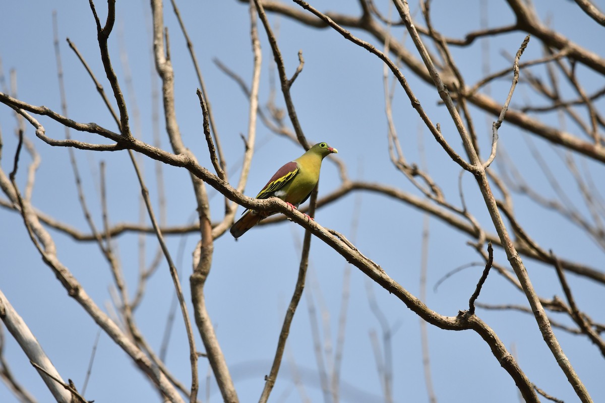Thick-billed Green-Pigeon - ML634511384