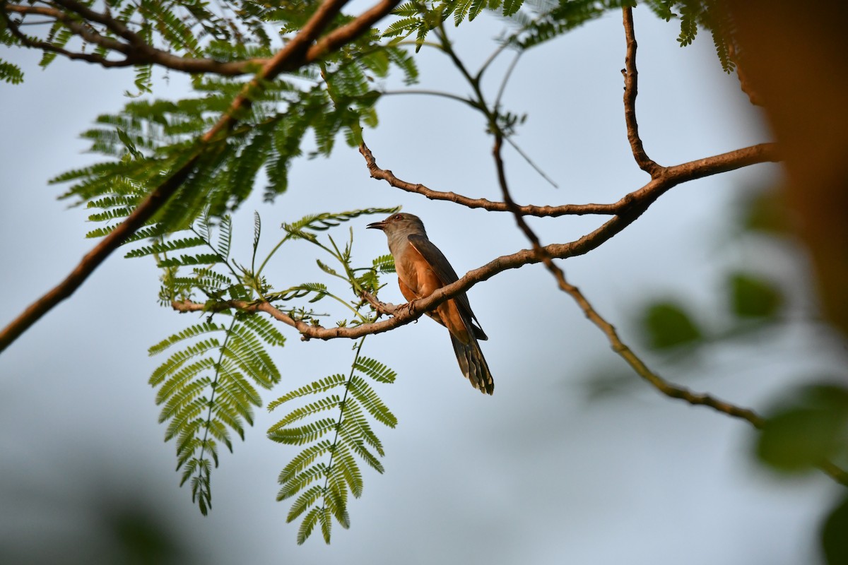 Plaintive Cuckoo - ML634511391
