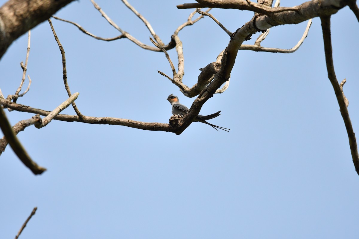 Crested Treeswift - ML634511395