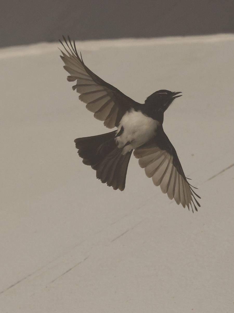 Willie-wagtail - ML634511409