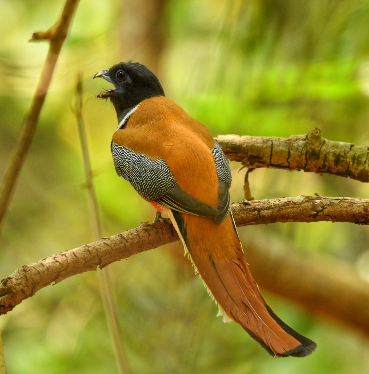 Malabar Trogon - ML634511413