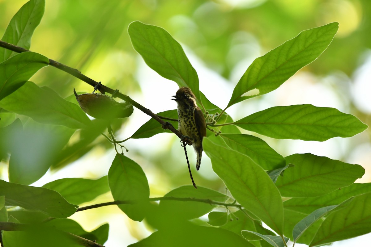 Speckled Piculet - ML634511425