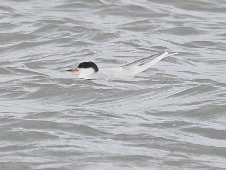Forster's Tern - ML634511440