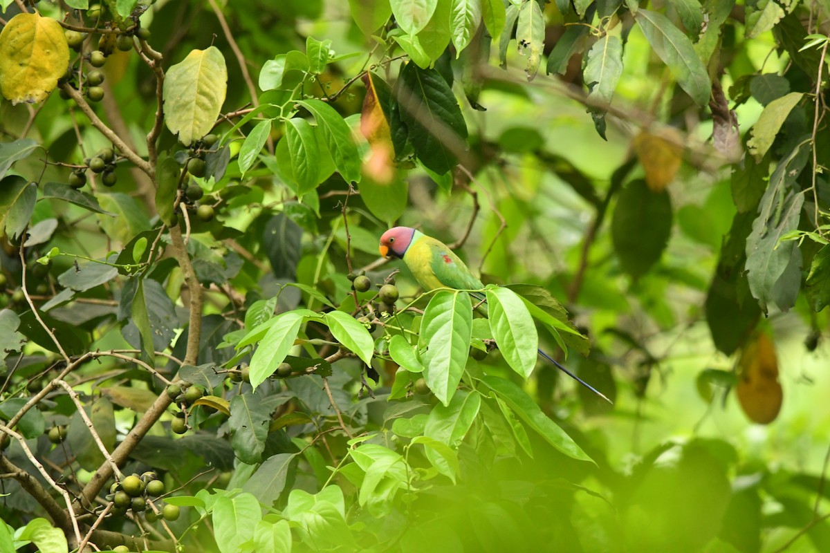 Plum-headed Parakeet - ML634511451