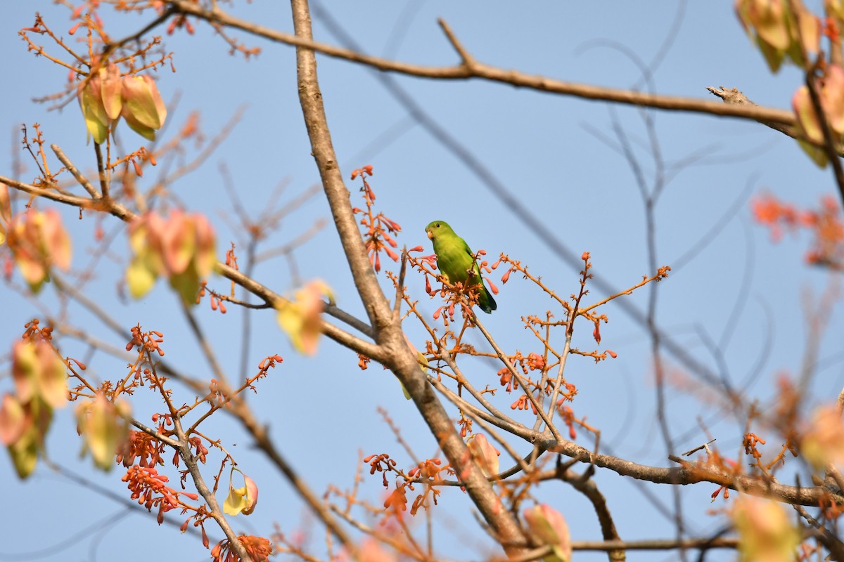 Vernal Hanging-Parrot - ML634511476