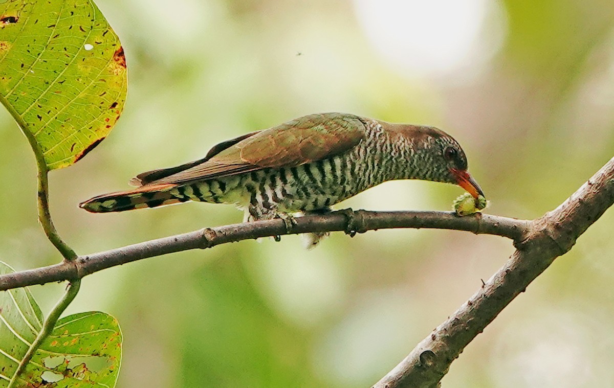 Violet Cuckoo - ML634511480