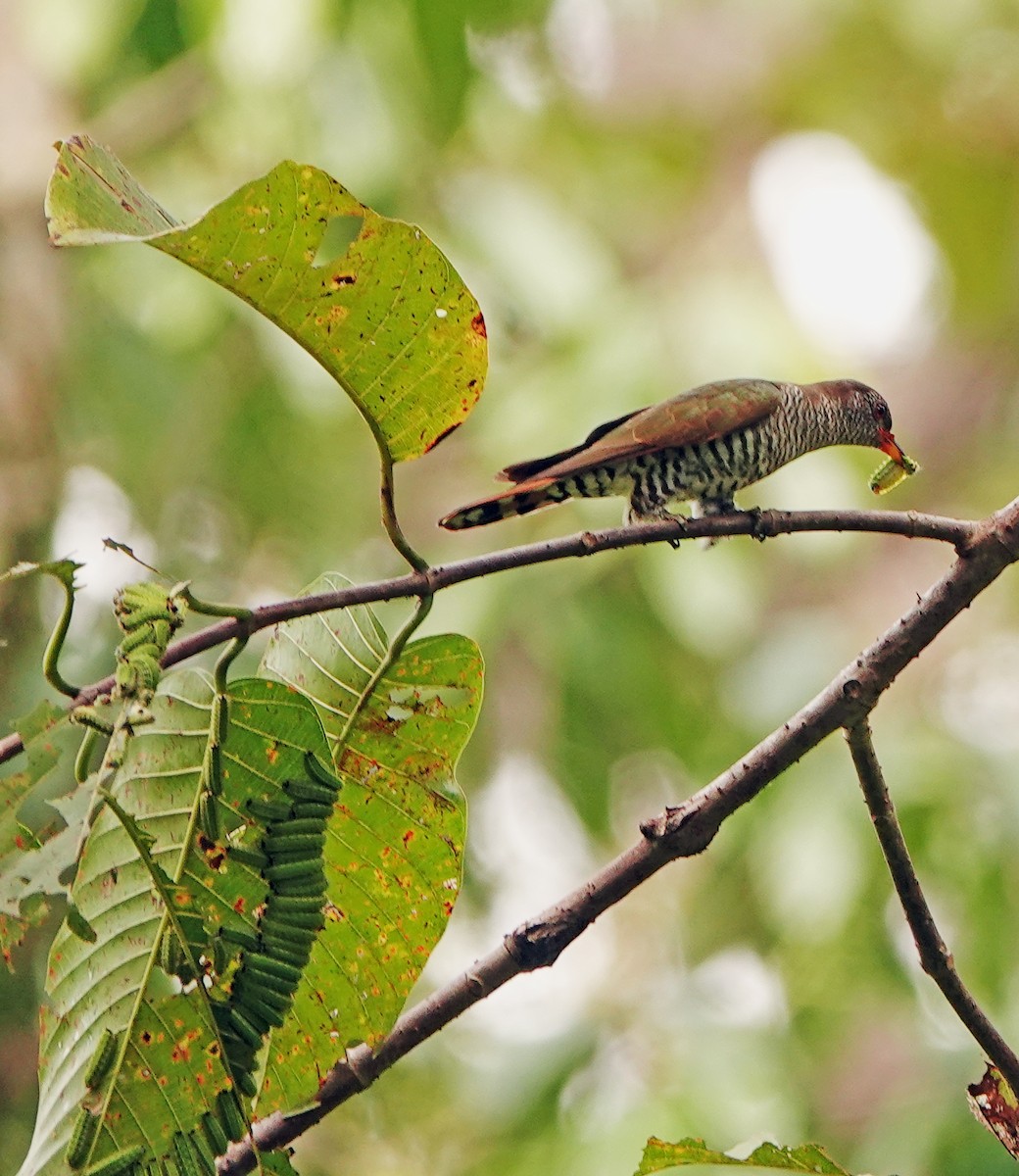Violet Cuckoo - ML634511490