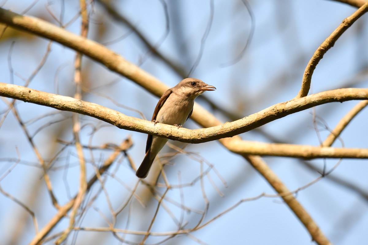 Large Woodshrike - ML634511499