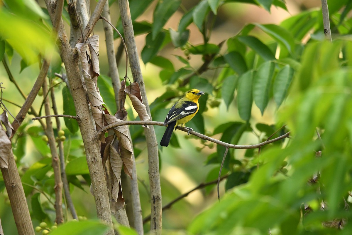 Common Iora - ML634511518