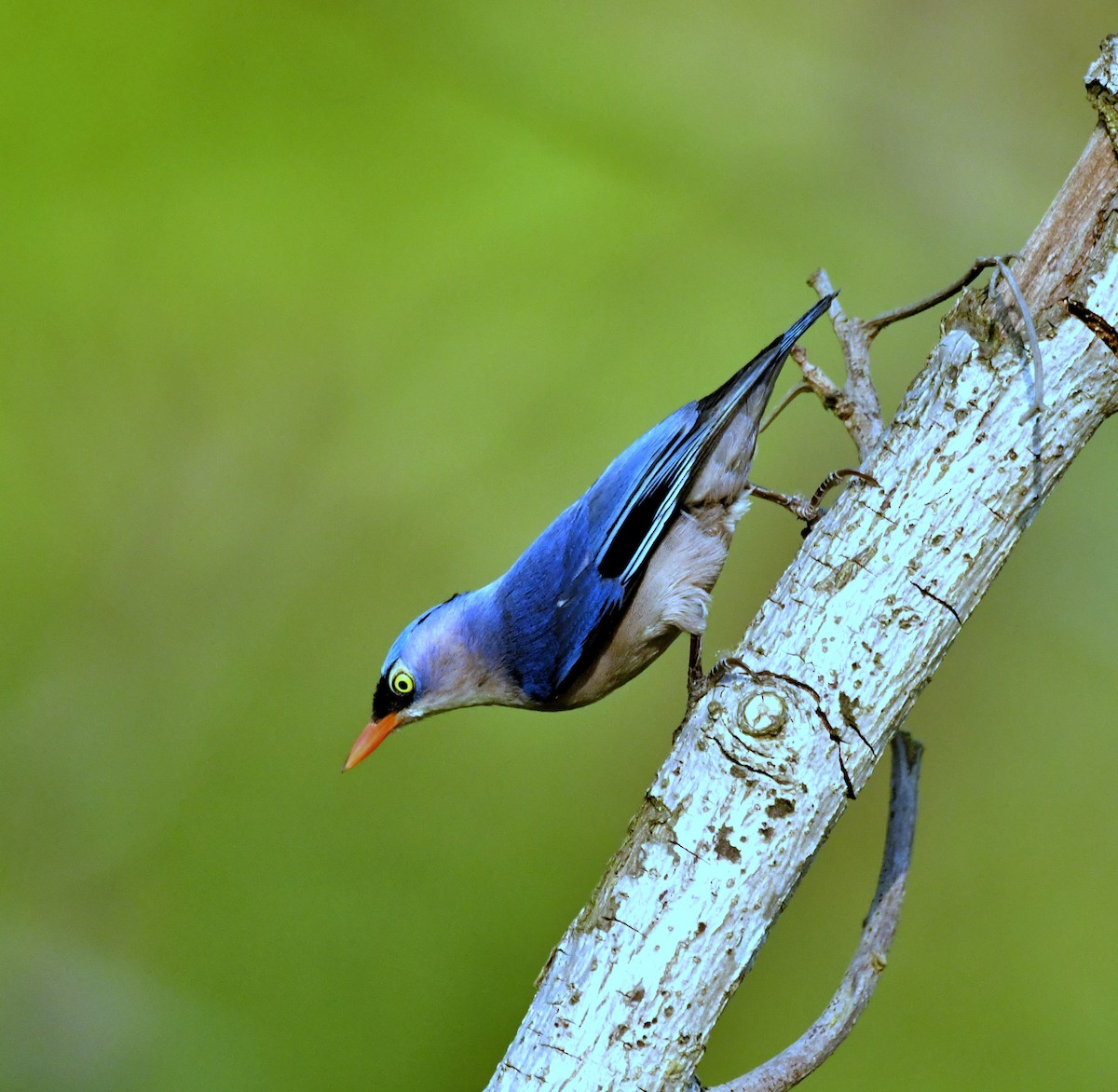 Velvet-fronted Nuthatch - ML634511553