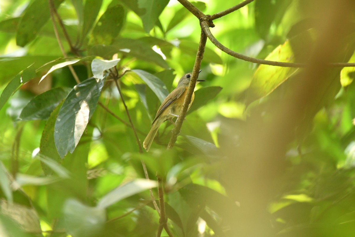 Pale-chinned Flycatcher - ML634511595