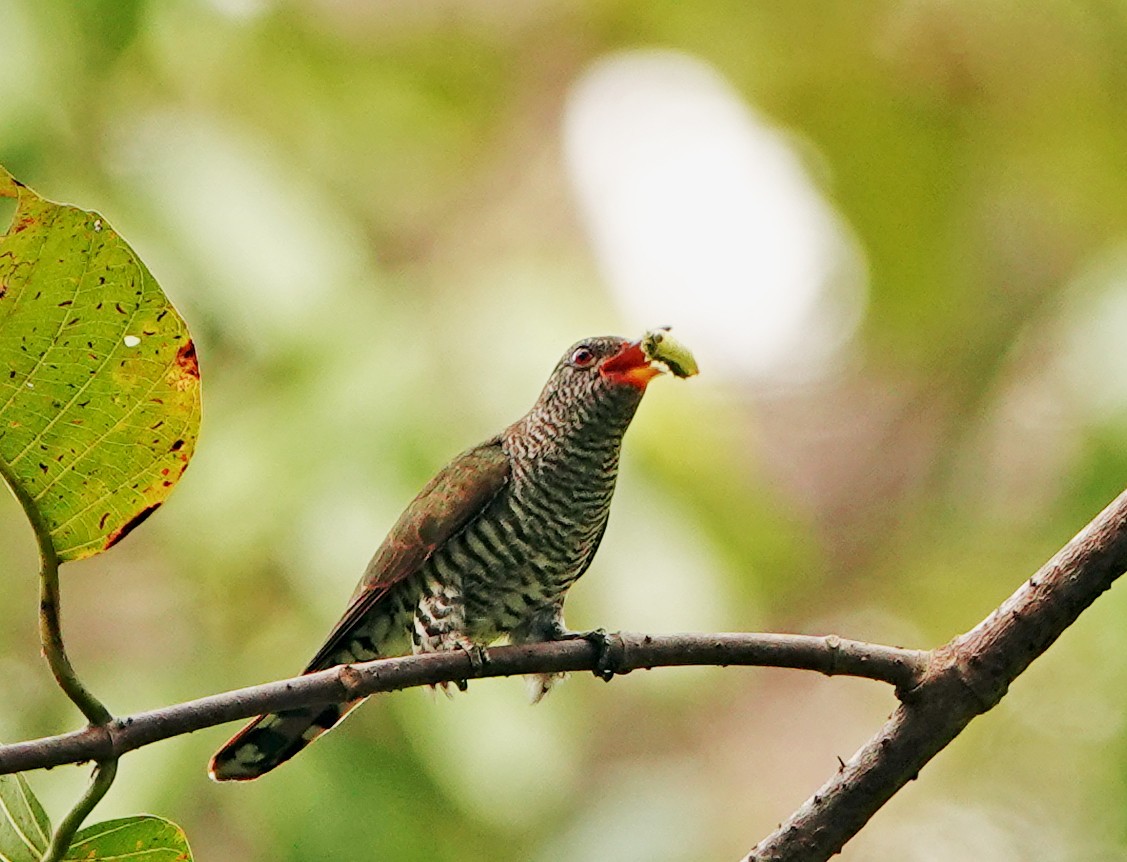 Violet Cuckoo - ML634511674