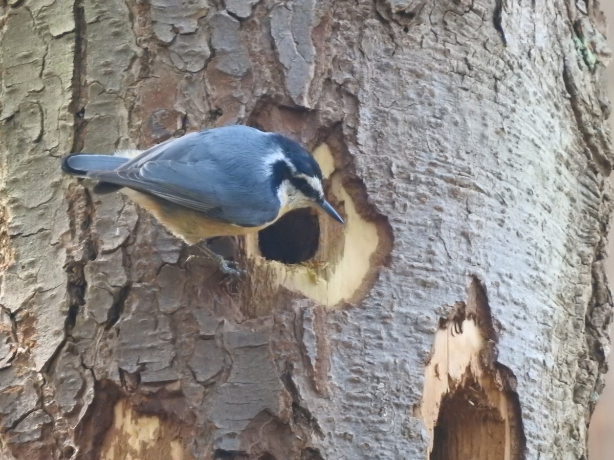 Red-breasted Nuthatch - ML634511686