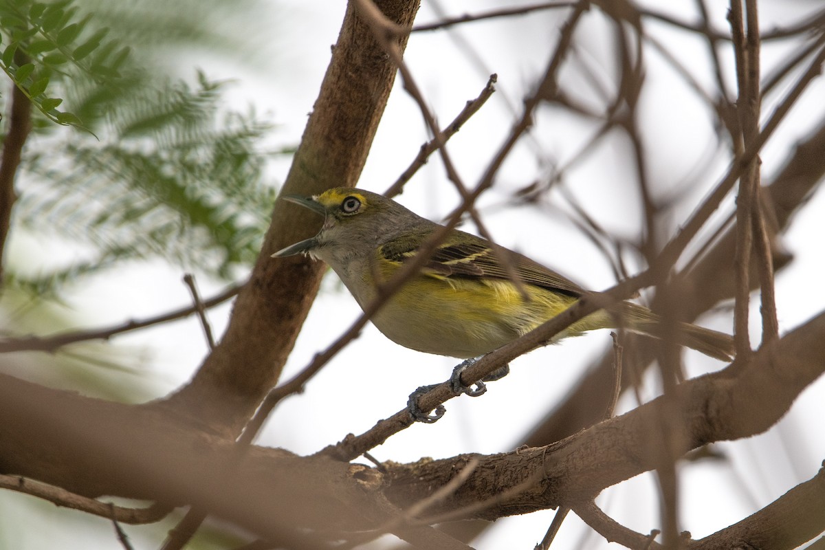 White-eyed Vireo - ML634511699