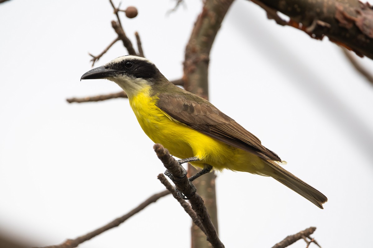 Boat-billed Flycatcher - ML634511706
