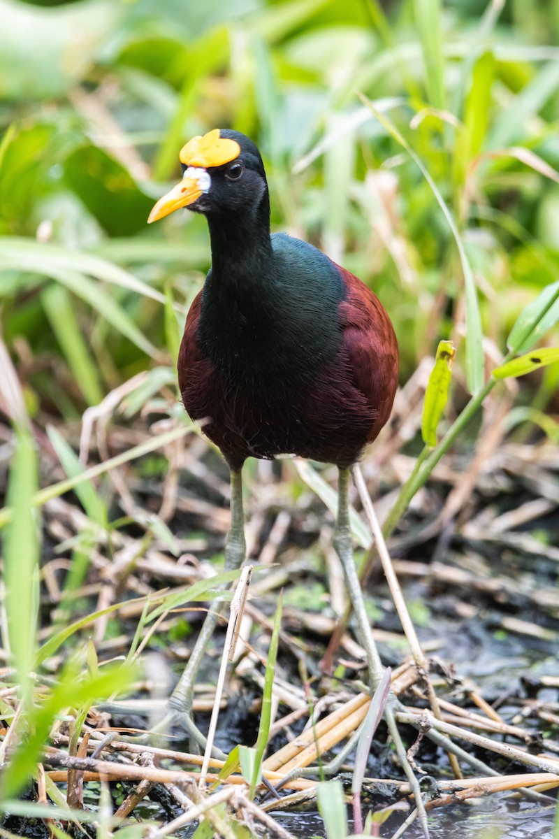Northern Jacana - ML634511727