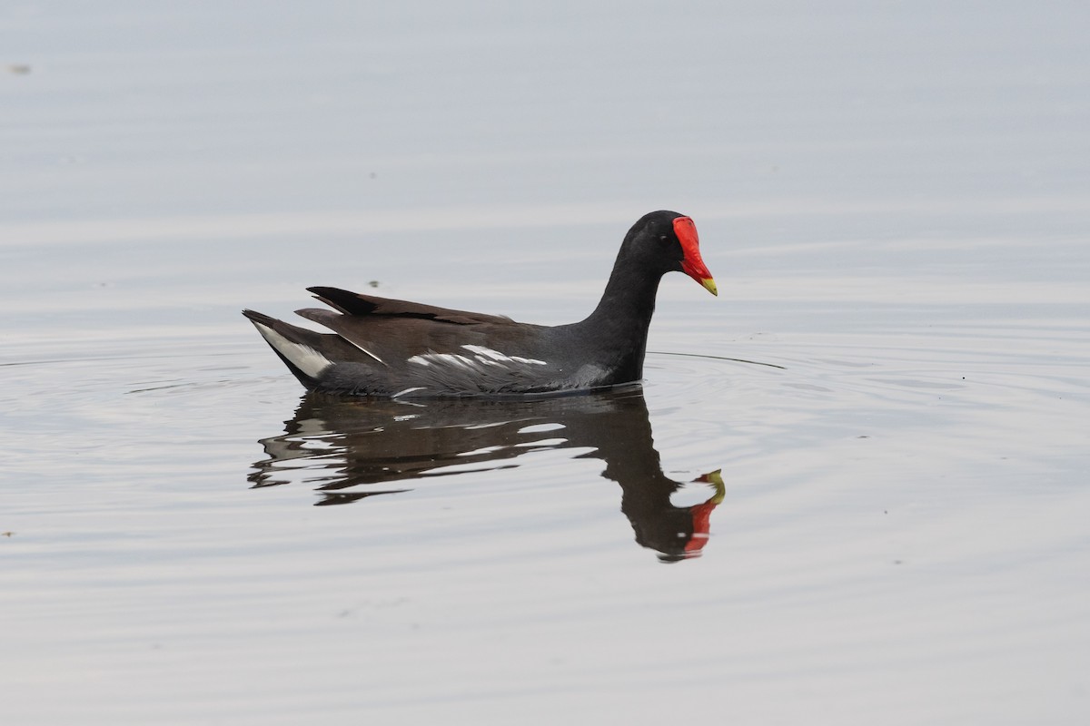 Common Gallinule - ML634511750