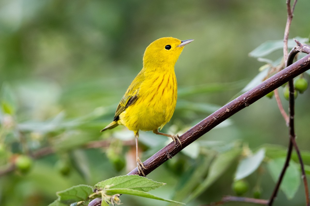 Yellow Warbler - ML634511760