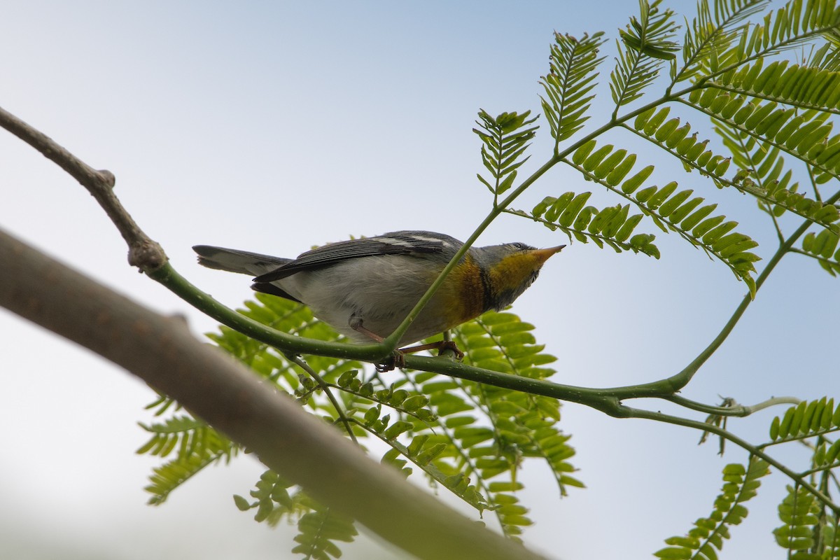 Northern Parula - ML634511767