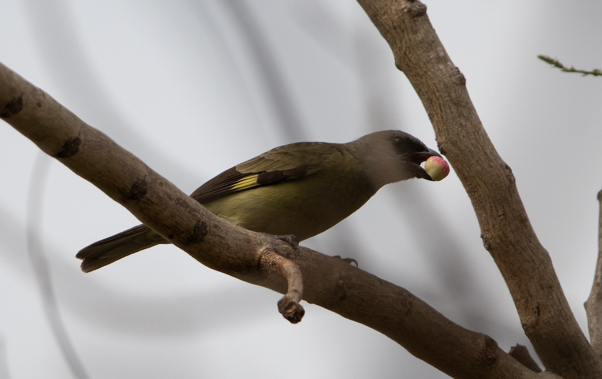 Yellow-winged Tanager - ML634511773