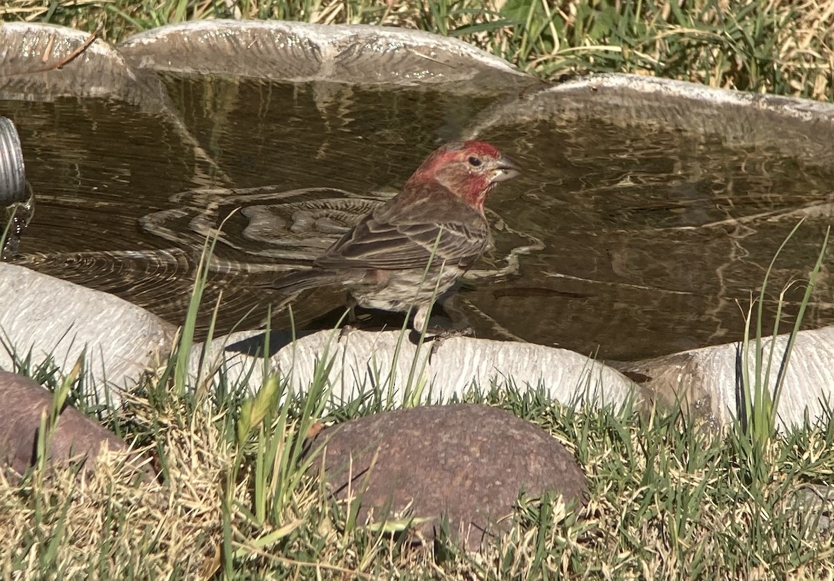 House Finch - ML634511799