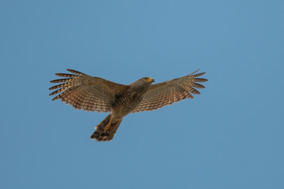 Roadside Hawk - ML634511800