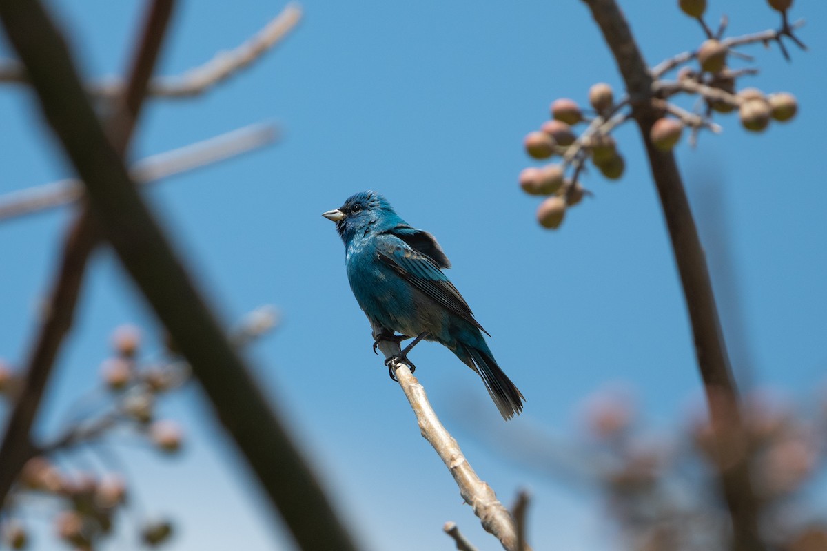 Indigo Bunting - ML634511806