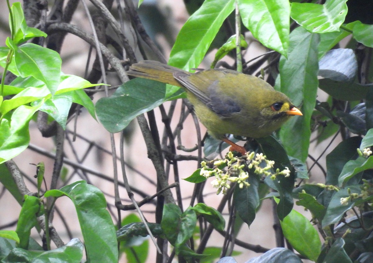 Bell Miner - ML634511880