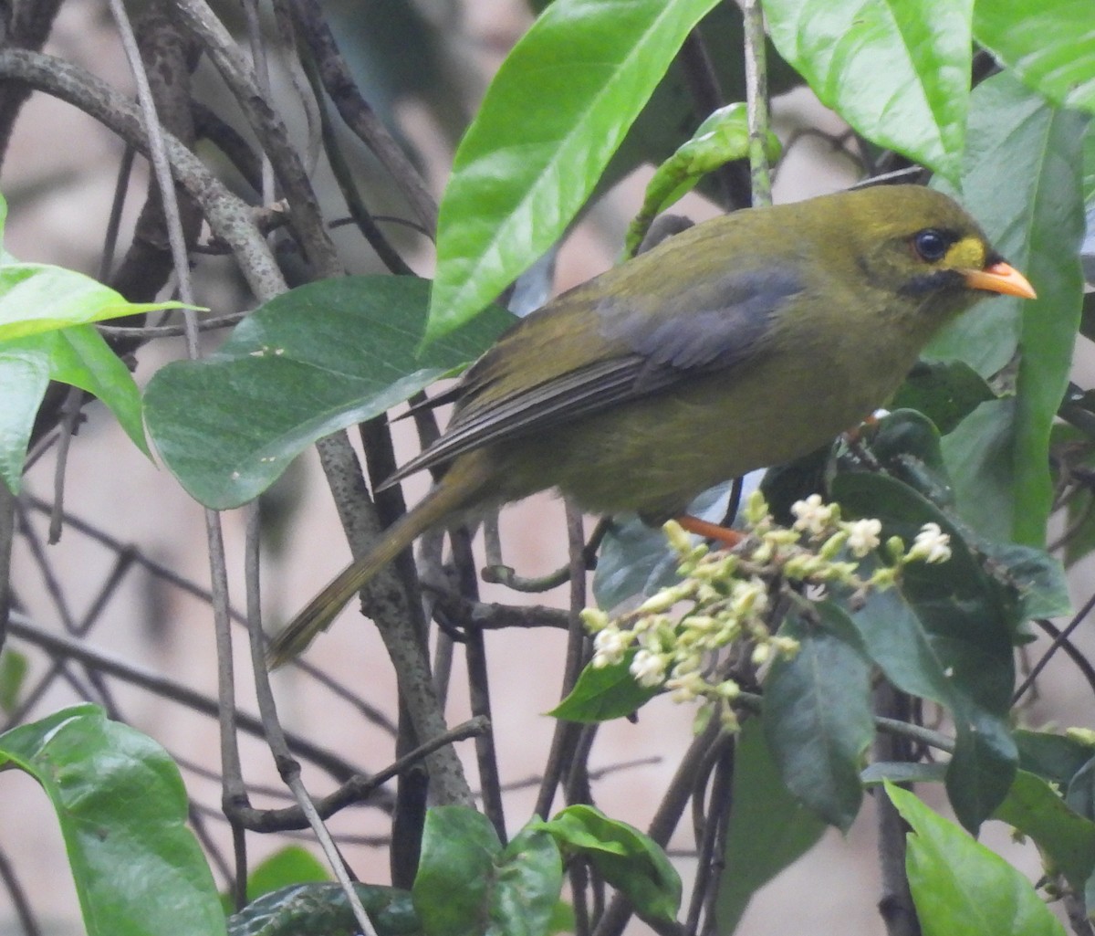 Bell Miner - ML634511891