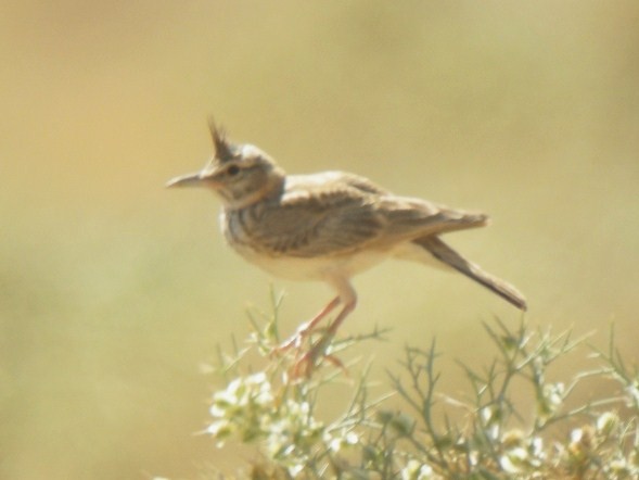 Crested Lark (Maghreb) - ML634511927