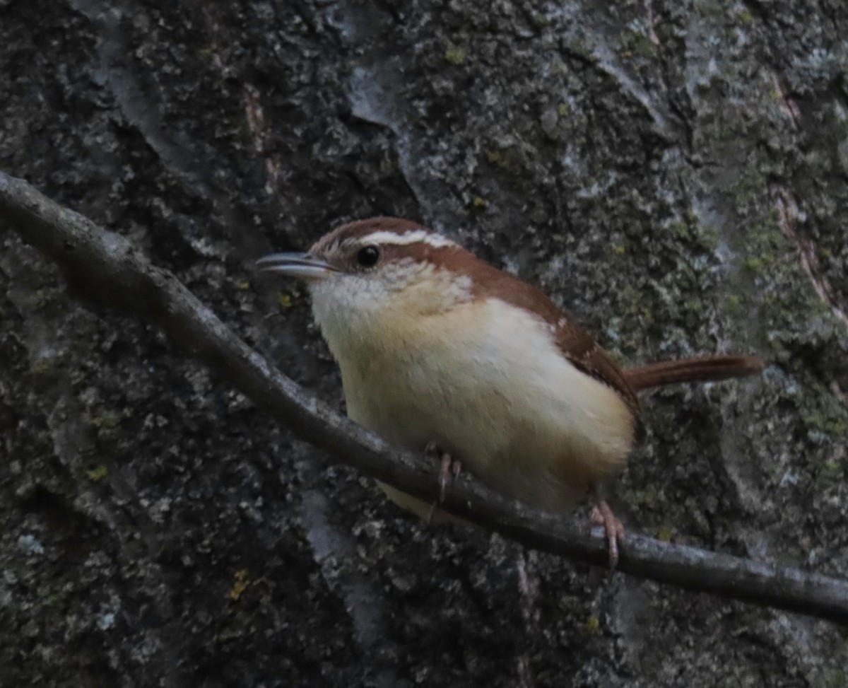 Carolina Wren - ML634511962