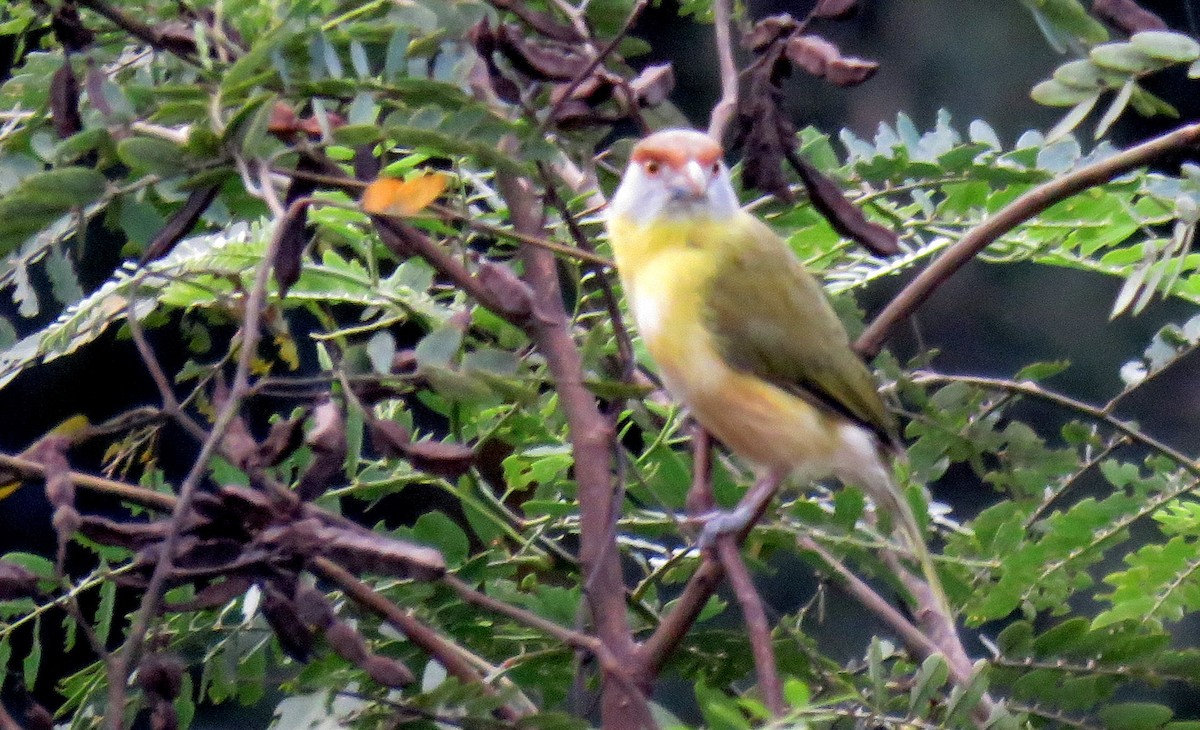 アカマユカラシモズ - ML634512160