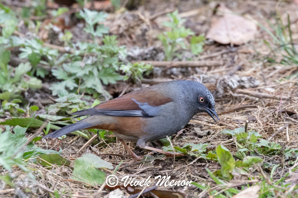 Maroon-backed Accentor - ML634512163