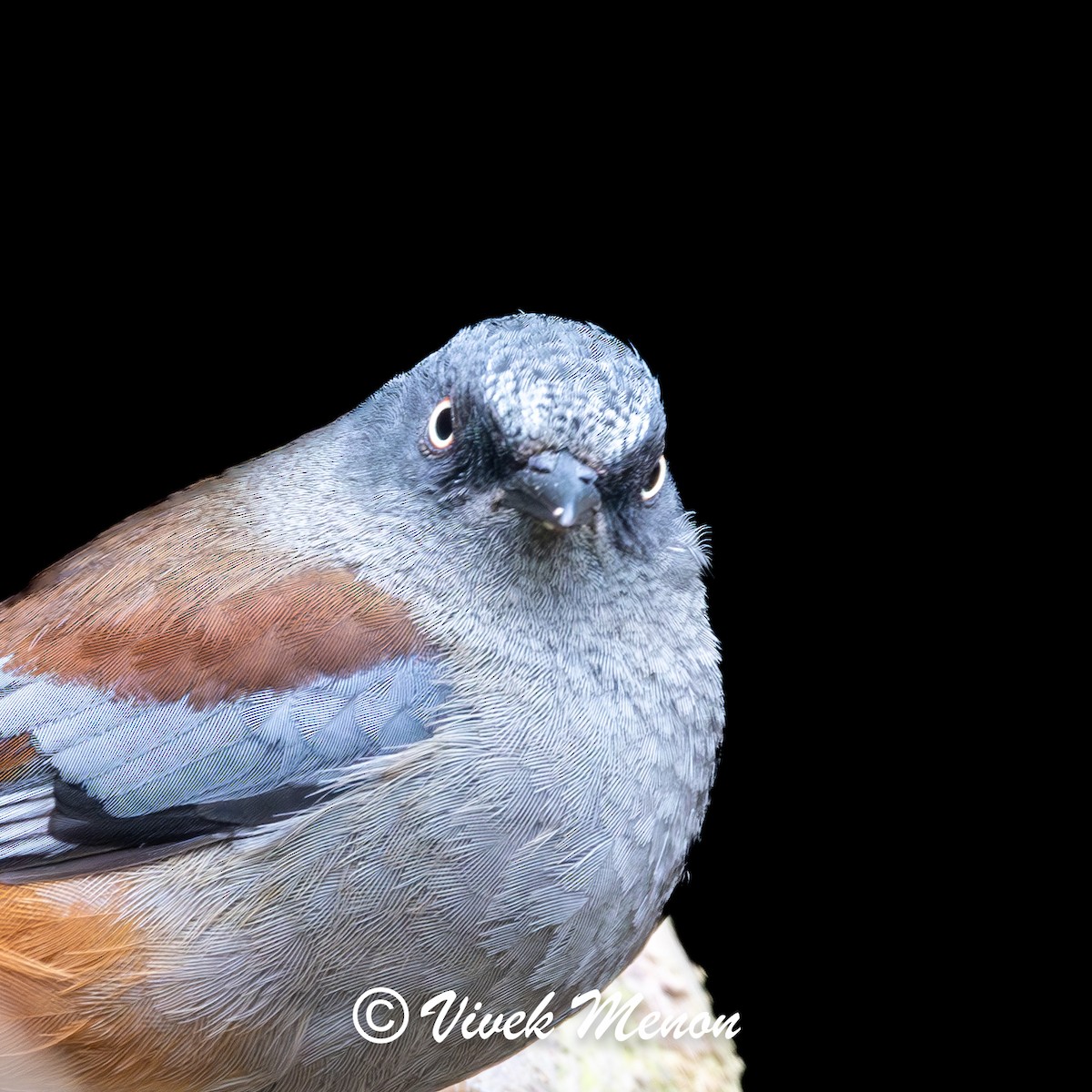 Maroon-backed Accentor - ML634512198