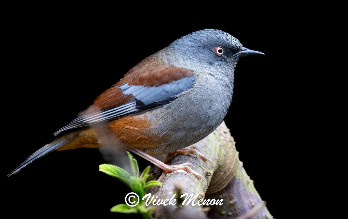 Maroon-backed Accentor - ML634512199