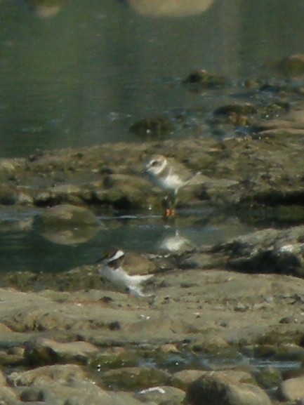 Kentish Plover - ML634512222