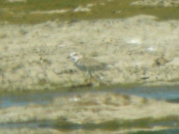 Kentish Plover - ML634512223